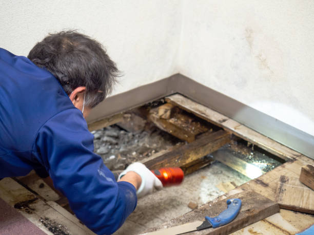 Best Mold Testing  in Daphne, AL
