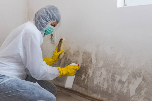 Mold Testing and Removal in Daphne, AL