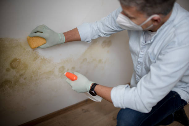 Best Mold Inspection  in Daphne, AL