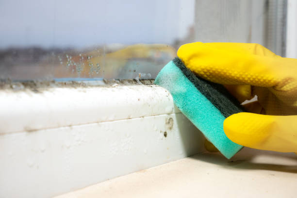 Crawl Space Mold Removal in Daphne, AL