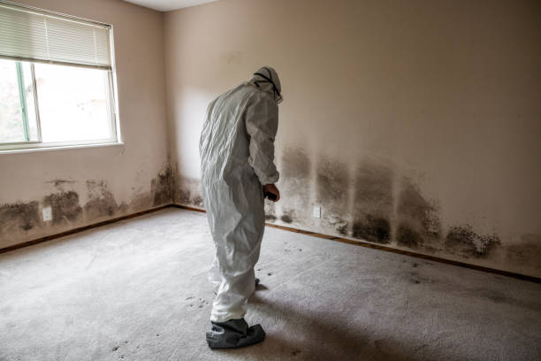 Best Attic Mold Removal  in Daphne, AL
