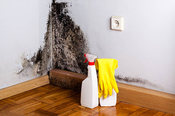 Best Mold Testing and Removal  in Daphne, AL