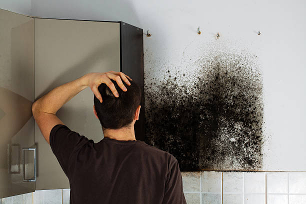 Best Local Mold Removal Service  in Daphne, AL