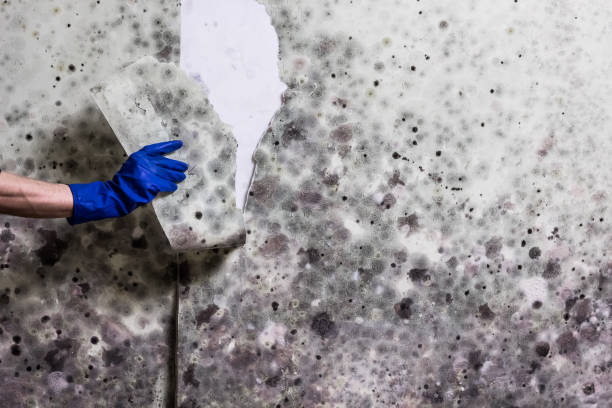 Best Toxic Mold Removal  in Daphne, AL