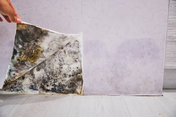 Best Crawl Space Mold Removal  in Daphne, AL